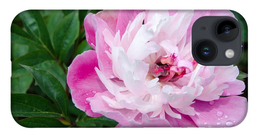 Pink iPhone 14 Case featuring the painting Pink Peony by Laurel Best