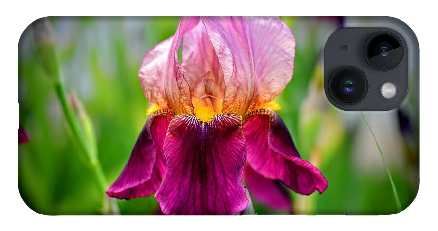 Pink Iris iPhone 14 Case featuring the photograph Pink Purple Iris by Michael Brungardt