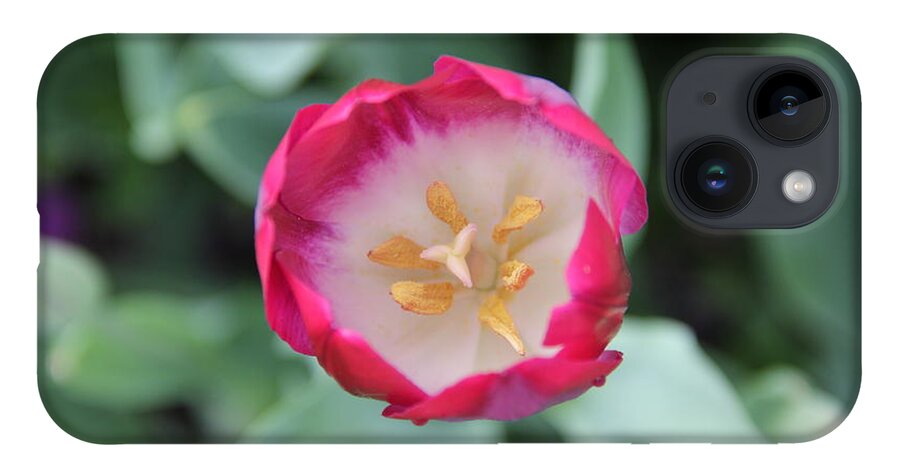 Tulip iPhone 14 Case featuring the photograph Pink Tulip Top View by Allen Nice-Webb