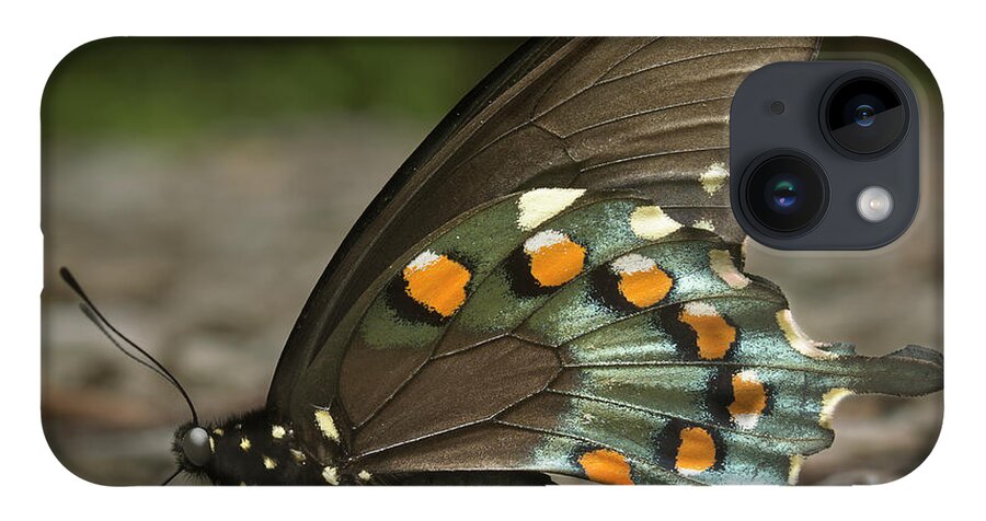 Butterfly iPhone Case featuring the photograph Pipevine Swallowtail by Mike Eingle