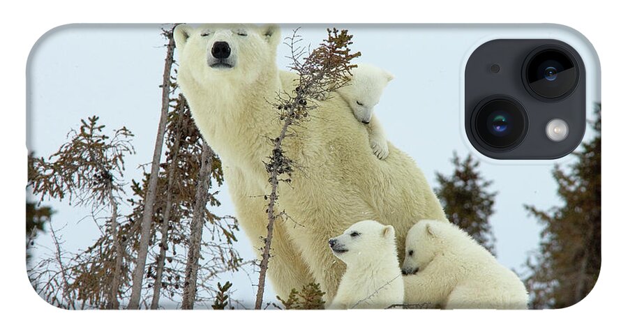 006101009 iPhone 14 Case featuring the photograph Polar Bear Mom and Cubs by Matthias Breiter