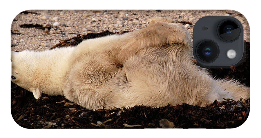 Polar iPhone 14 Case featuring the photograph Polar Bear Warmup by Ted Keller