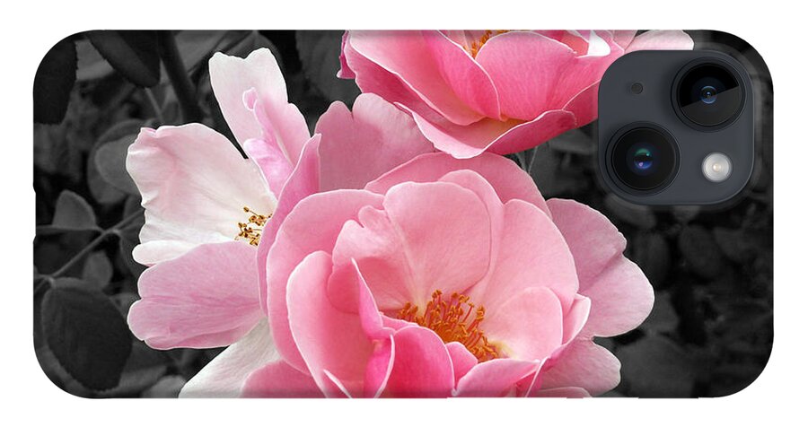 Flower iPhone 14 Case featuring the photograph Popping Pink Roses by Amy Fose