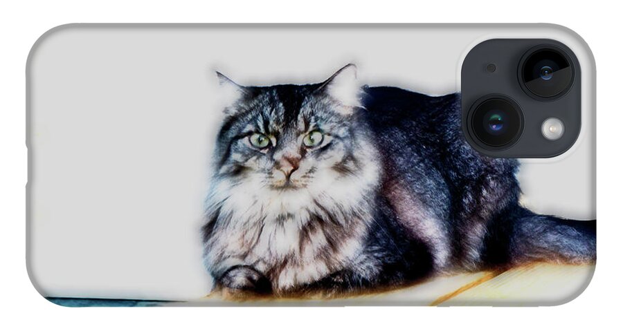 Maine Coon iPhone 14 Case featuring the photograph Portrait of Maine Coon, Mattie by Gina O'Brien