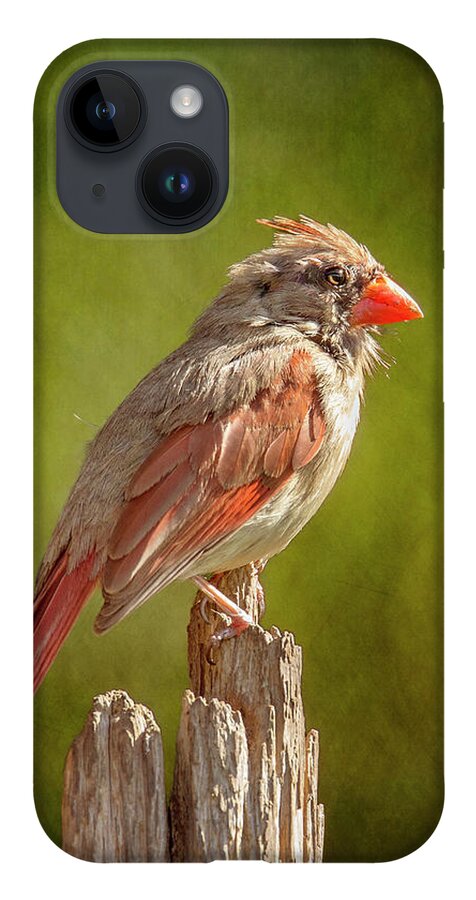 Northern Cardinal iPhone 14 Case featuring the photograph Posted Female Cardinal Sunny Green by Bill and Linda Tiepelman