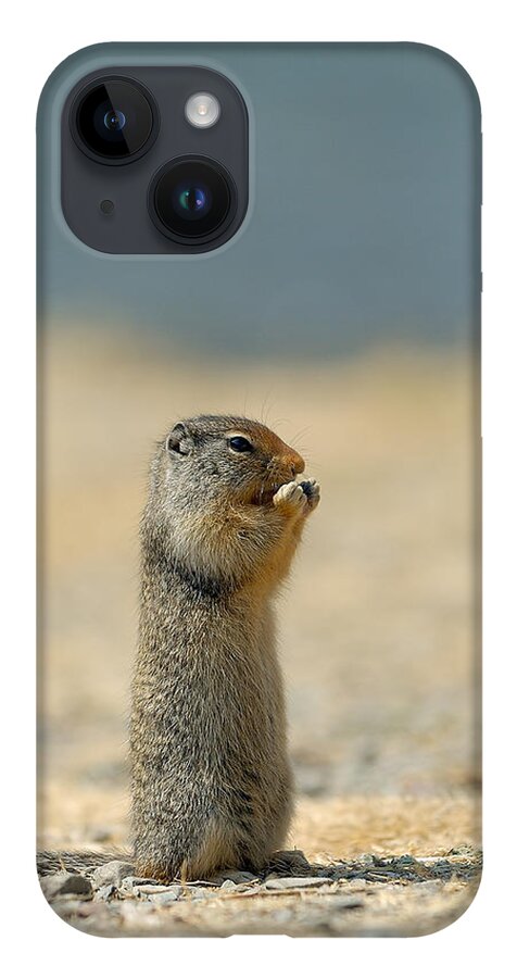 Prairie Dog iPhone Case featuring the photograph Prairie Dog by Sebastian Musial