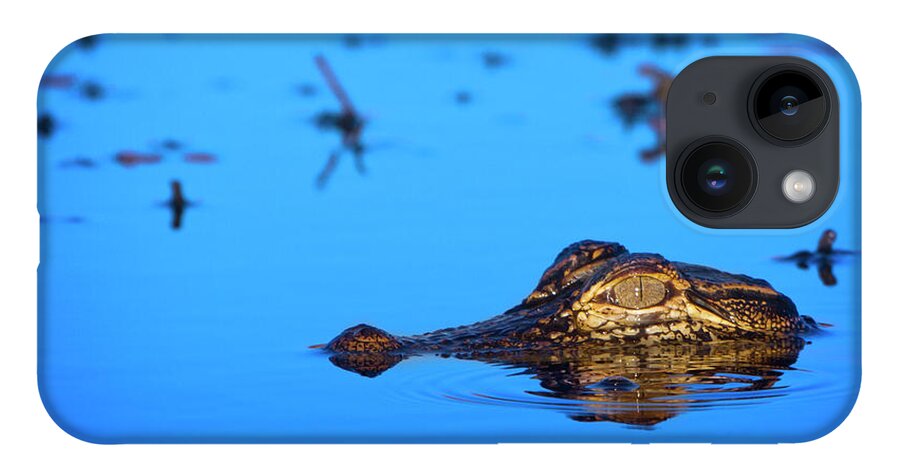 Alligator iPhone 14 Case featuring the photograph Predator In Training by Mark Andrew Thomas