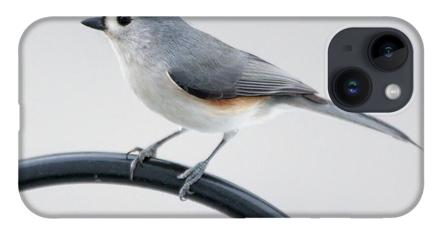 Bird iPhone 14 Case featuring the photograph Profile of a Tufted Titmouse by Darryl Hendricks