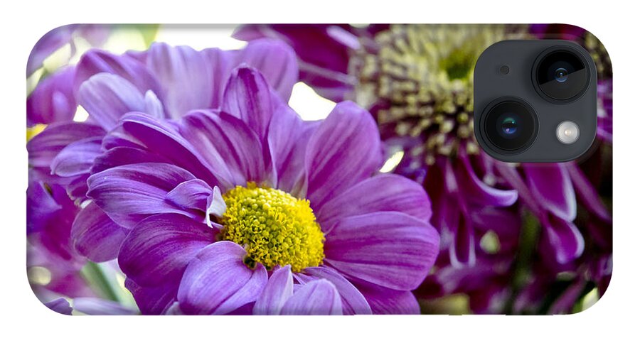 Gerbera iPhone 14 Case featuring the photograph Purple Flower in Cold Light. by Elena Perelman
