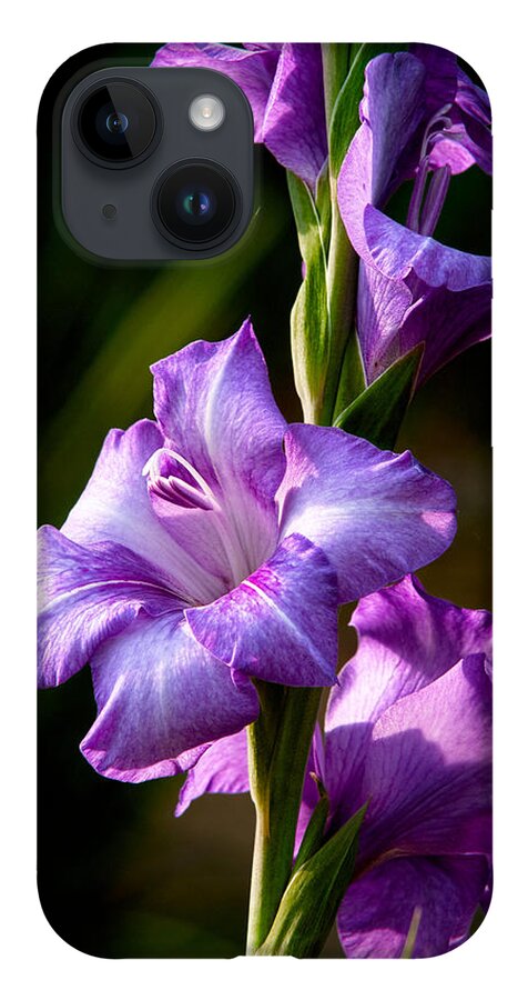 Gladiolas iPhone Case featuring the photograph Purple Glads by Christopher Holmes