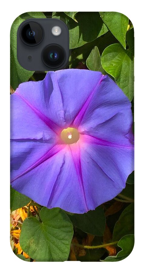 Fauna iPhone Case featuring the photograph Purple Star by Brad Hodges