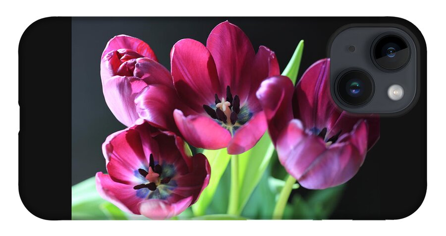 Tulips iPhone 14 Case featuring the photograph Magenta Tulips #1 by Tammy Pool