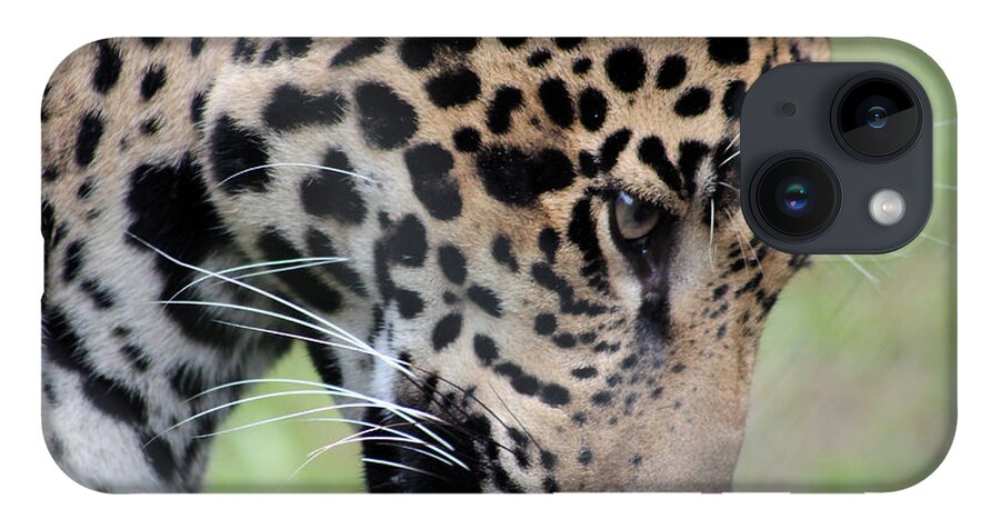 Jaguar iPhone 14 Case featuring the photograph Jaguar and Toy by DB Hayes