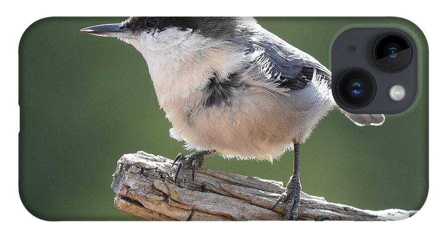 Nuthatch iPhone Case featuring the photograph Pygmy Nuthatch by Ben Foster