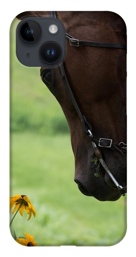 Quarter Horse iPhone 14 Case featuring the photograph Quarter Horse by Holden The Moment