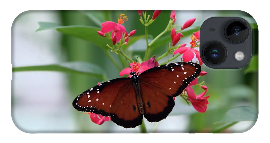Butterfly iPhone 14 Case featuring the photograph Queen Butterfly on Red Flowers by Artful Imagery