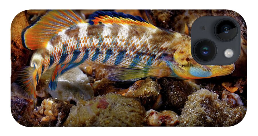 2016 iPhone 14 Case featuring the photograph Rainbow Darter by Robert Charity