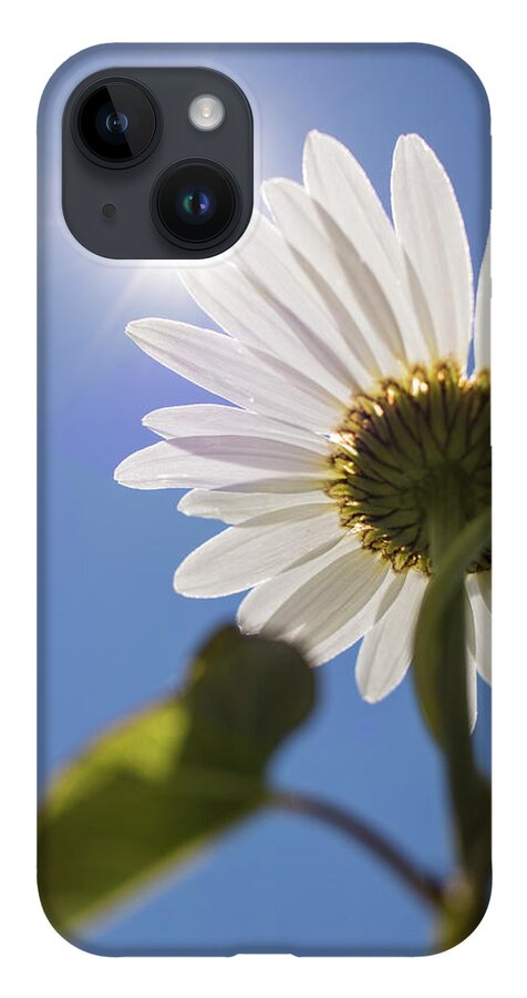 Daisy iPhone 14 Case featuring the photograph Reach by Holly Ross