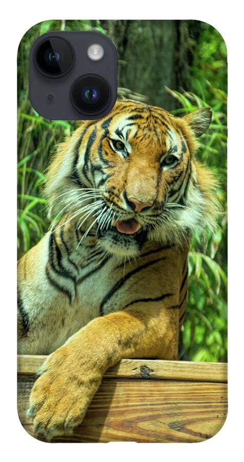 Tiger iPhone 14 Case featuring the photograph Reclining Tiger by Artful Imagery