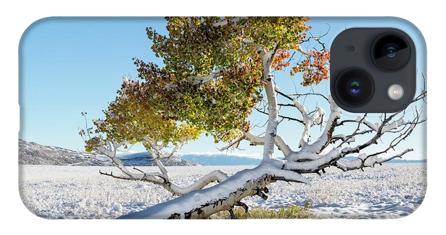 Aspen iPhone 14 Case featuring the photograph Reclining Tree With Snow by Denise Bush