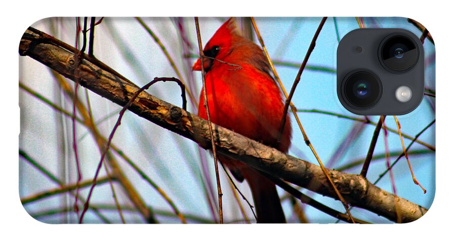 Redbird iPhone 14 Case featuring the photograph Red Bird Sitting Patiently by DB Hayes
