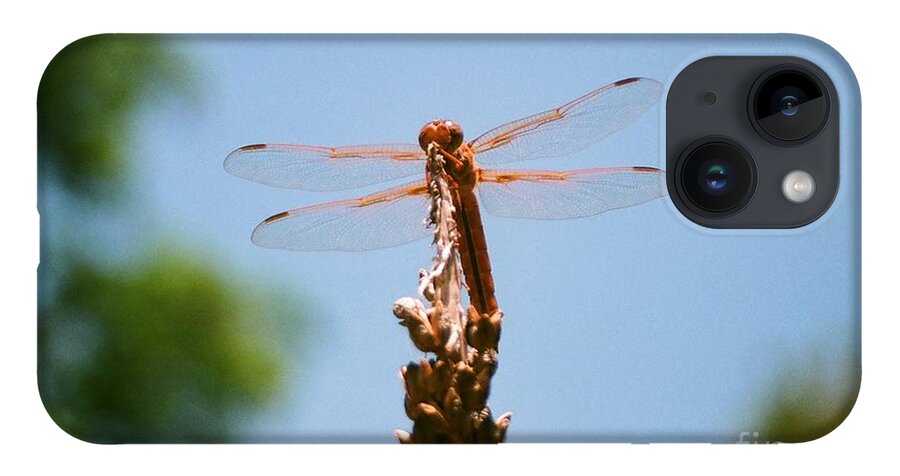 Dragonfly iPhone Case featuring the photograph Red Dragonfly by Dean Triolo