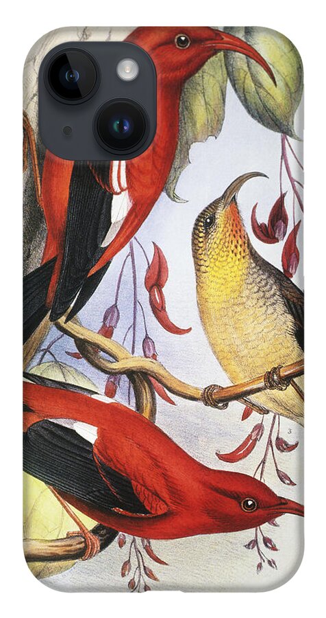 1893 iPhone 14 Case featuring the painting Red Hawaiian Honeycreeper by Hawaiian Legacy Archive - Printscapes