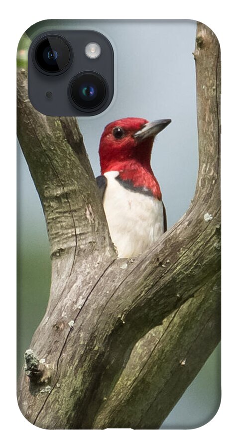Red-headed Woodpecker iPhone 14 Case featuring the photograph Red-Headed Woodpecker by Holden The Moment