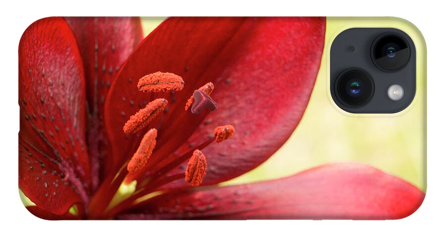 Red Lily iPhone Case featuring the photograph Red lily for wealth and prosperity. by Elena Perelman