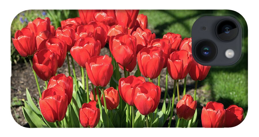 Red; Tulips; Springtime; Flowers; Bouquet; Skagit County; Spring; Farm; Fertile; Crops; Agriculture; Mt Vernon; Farmland; Plant; Grow; Cultivate; Harvest; Rural; Beauty; Washington; Skagit County iPhone 14 Case featuring the photograph Red Royalty by Tom Cochran