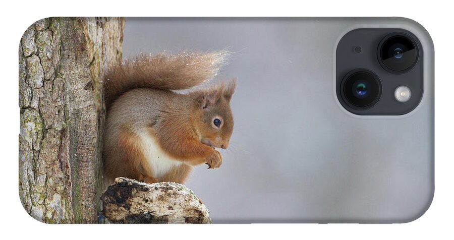 Red iPhone 14 Case featuring the photograph Red Squirrel On Tree Fungus by Pete Walkden