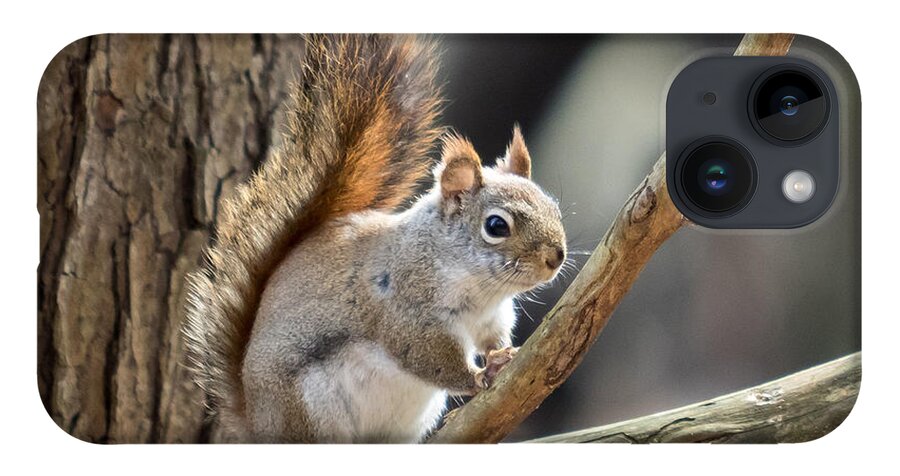 Squirrel iPhone 14 Case featuring the photograph Red Squirrel by Phil Spitze