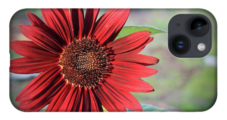 Red iPhone 14 Case featuring the photograph Red Sunflower by April Burton
