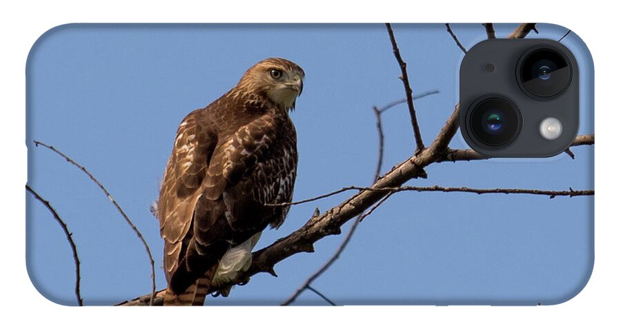 Birds iPhone 14 Case featuring the photograph Red-Tailed Hawk by Phil Spitze