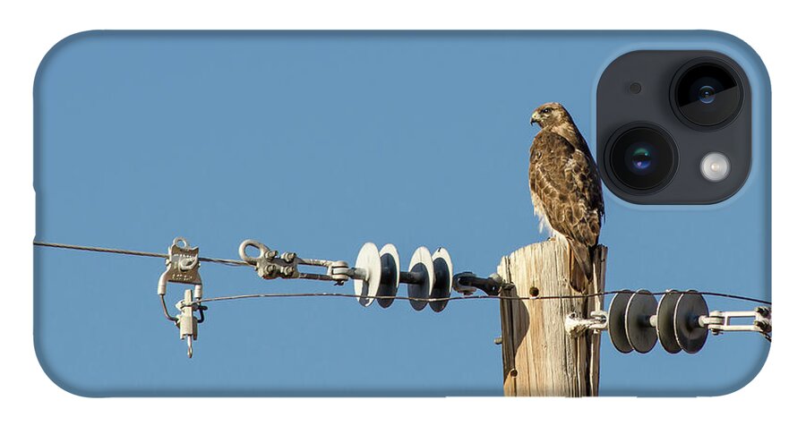Hawk iPhone 14 Case featuring the photograph Red Tailed Hawk by Rick Mosher