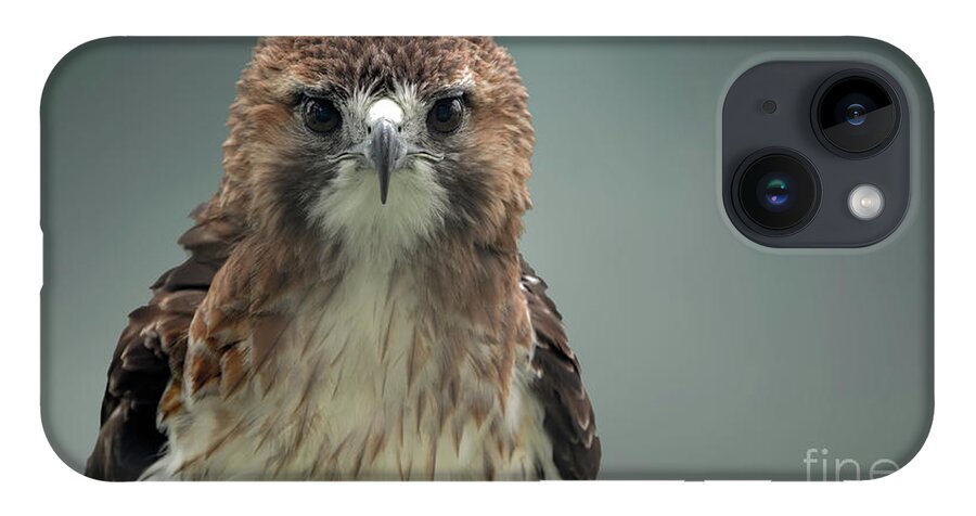 Red Tailed Hawk iPhone 14 Case featuring the photograph Red Tailed hawk up close portrait by Sam Rino