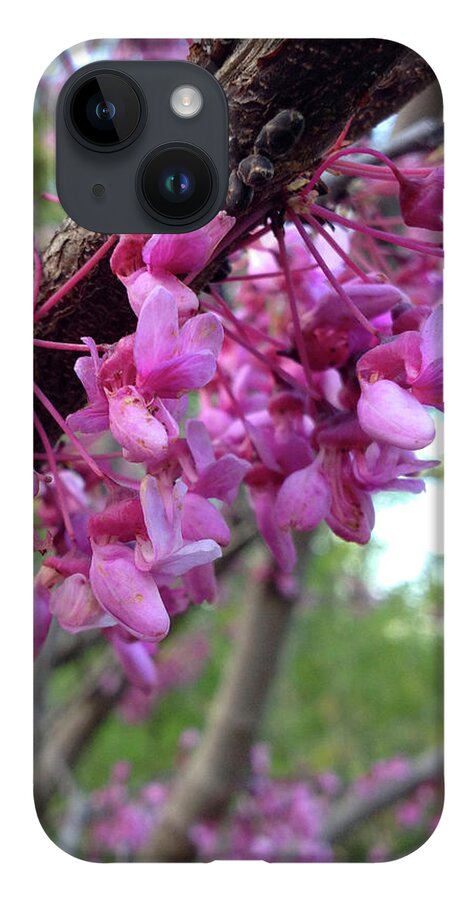 Flower iPhone Case featuring the photograph Redbud Blossoms by Lisa Blake
