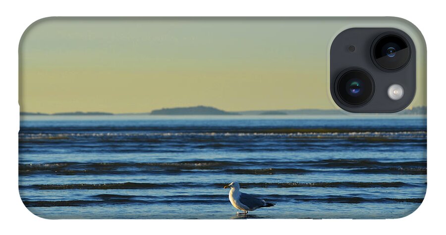 Revere iPhone 14 Case featuring the photograph Revere Beach Seagull Revere MA by Toby McGuire