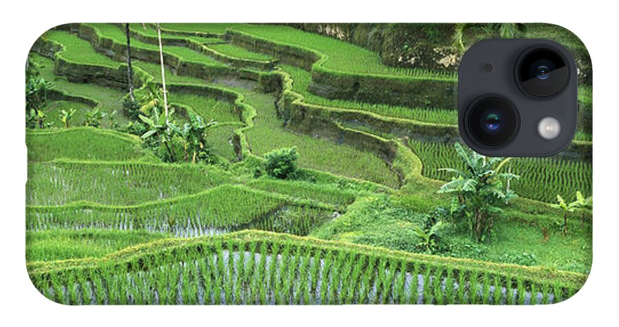 Mp iPhone 14 Case featuring the photograph Rice Oryza Sativa Paddy In The Ubud by Cyril Ruoso