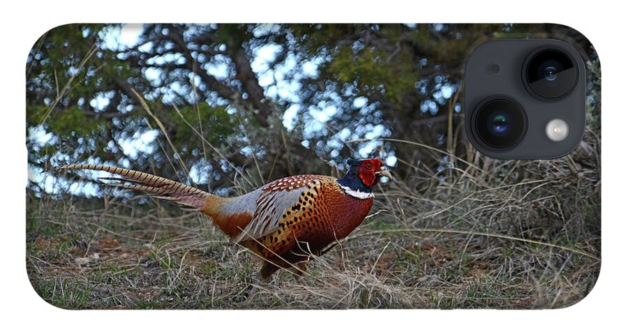 Pheasant iPhone 14 Case featuring the photograph Ring Necked Pheasant by David Armstrong