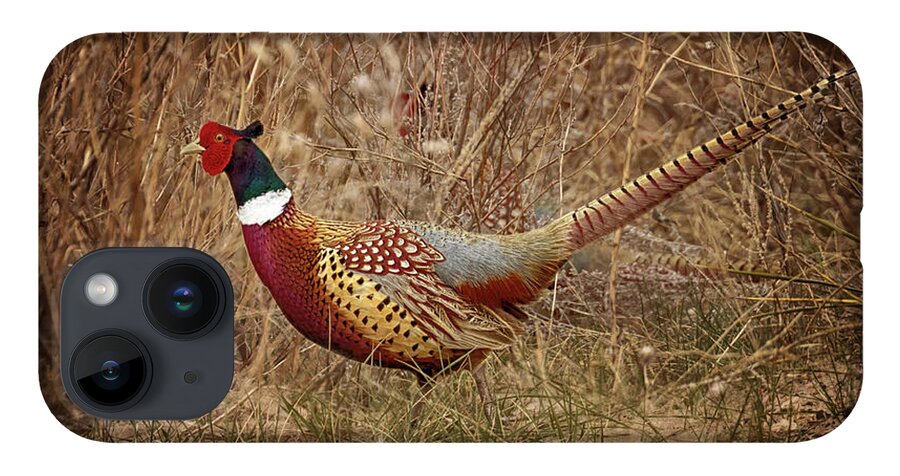 Pheasants iPhone 14 Case featuring the photograph Ring Necked Pheasant by Susan Rissi Tregoning