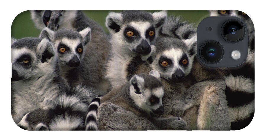 Mp iPhone 14 Case featuring the photograph Ring-tailed Lemur Lemur Catta Group by Gerry Ellis