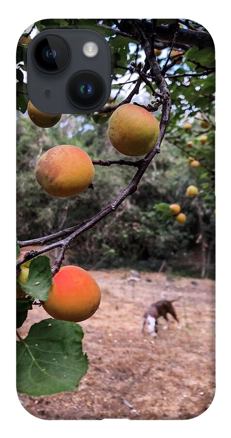 Fruit iPhone 14 Case featuring the photograph Ripening Apricots and a dog by Dina Calvarese