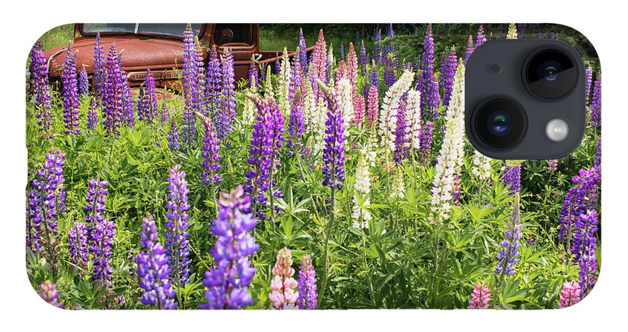 Lupines iPhone 14 Case featuring the photograph Roadside Attraction by Holly Ross
