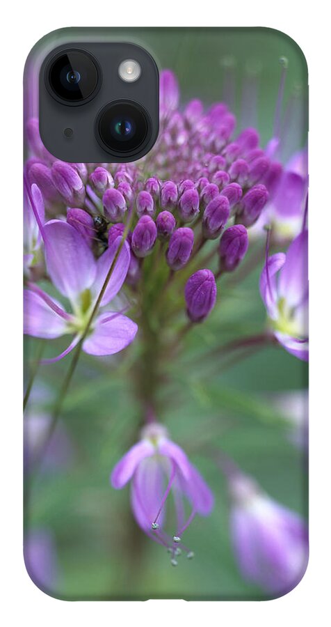 Mp iPhone 14 Case featuring the photograph Rocky Mountain Bee Plant Cleome by Tim Fitzharris