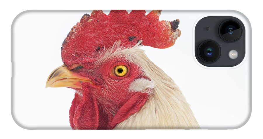 Chicken iPhone Case featuring the photograph Rooster Named Spot by Troy Stapek