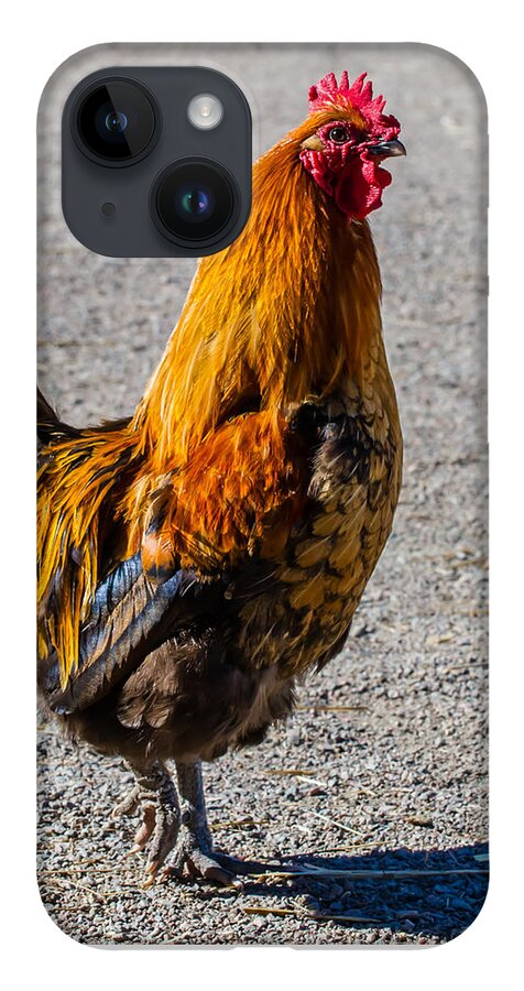 Rooster iPhone 14 Case featuring the photograph Rooster by Torbjorn Swenelius