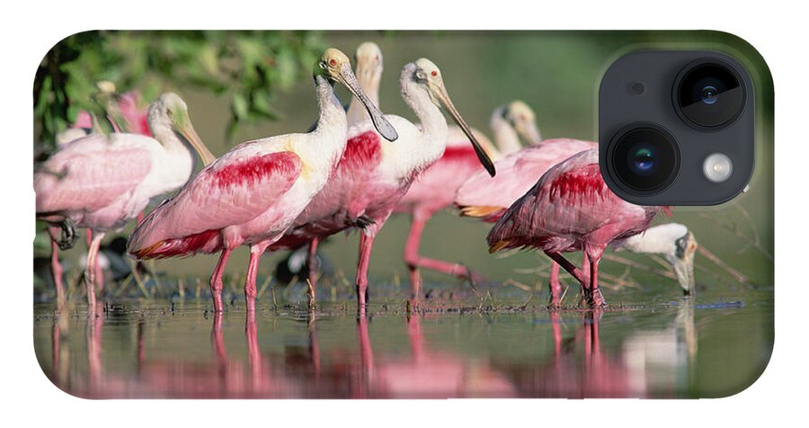 00171421 iPhone 14 Case featuring the photograph Roseate Spoonbill Flock Wading In Pond by Tim Fitzharris