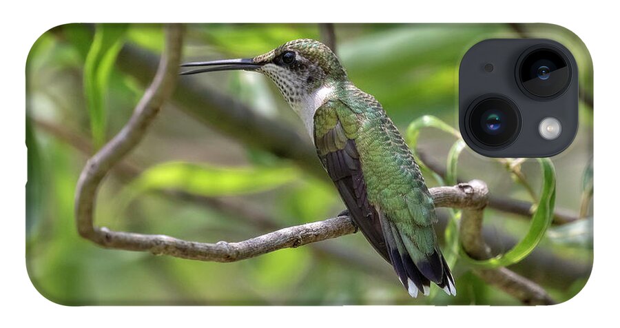 Hummingbirds iPhone Case featuring the photograph Ruby-Throated Hummingbird - Female by DB Hayes