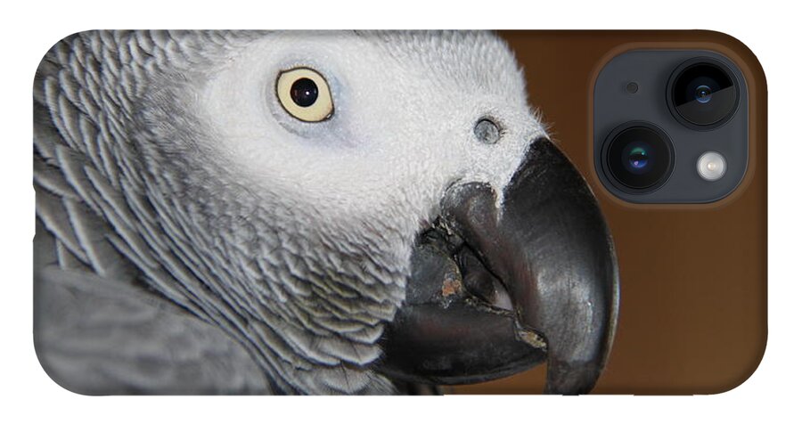 African Grey iPhone Case featuring the photograph SAM by Andrea Lazar